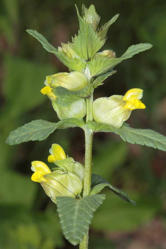 Rhinanthus minor (=Rhinanthus personatus) / Cresta di gallo minore